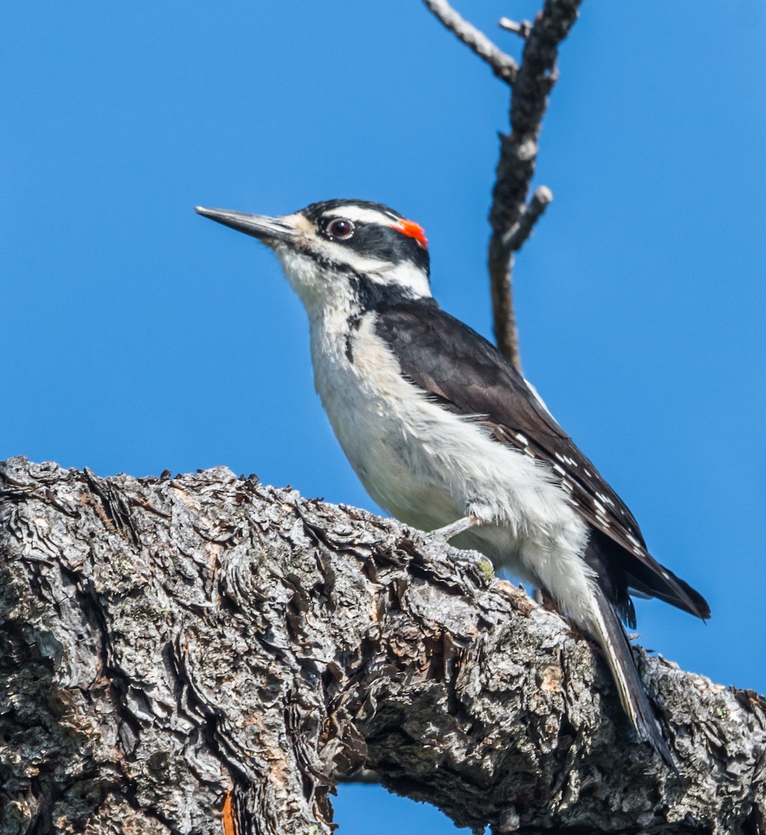 Hairy Woodpecker - ML246367381