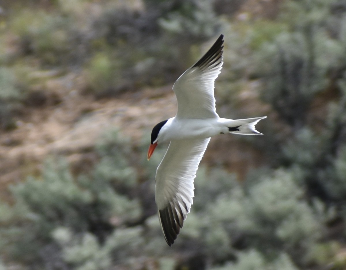 Caspian Tern - ML246367481