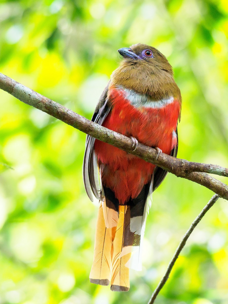 trogon rudohlavý - ML246368351