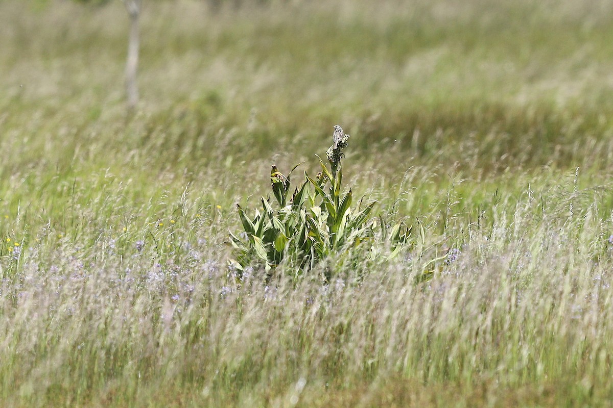 Savannah Sparrow - ML246369301