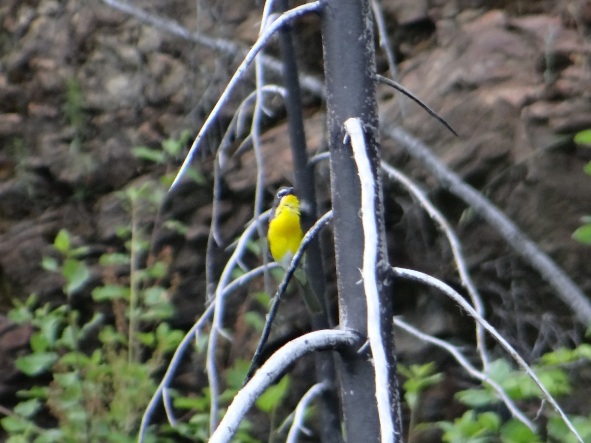 Yellow-breasted Chat - ML246369311