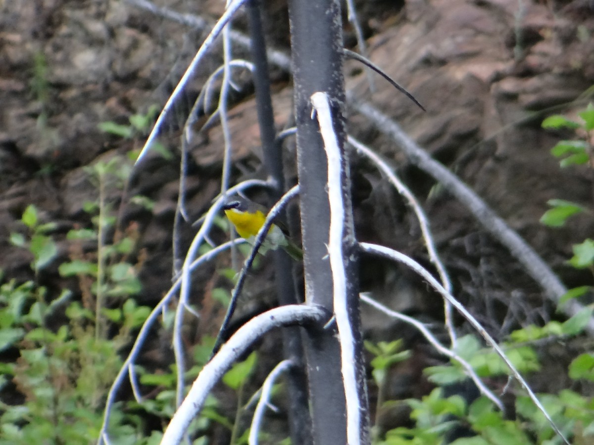 Yellow-breasted Chat - ML246369361