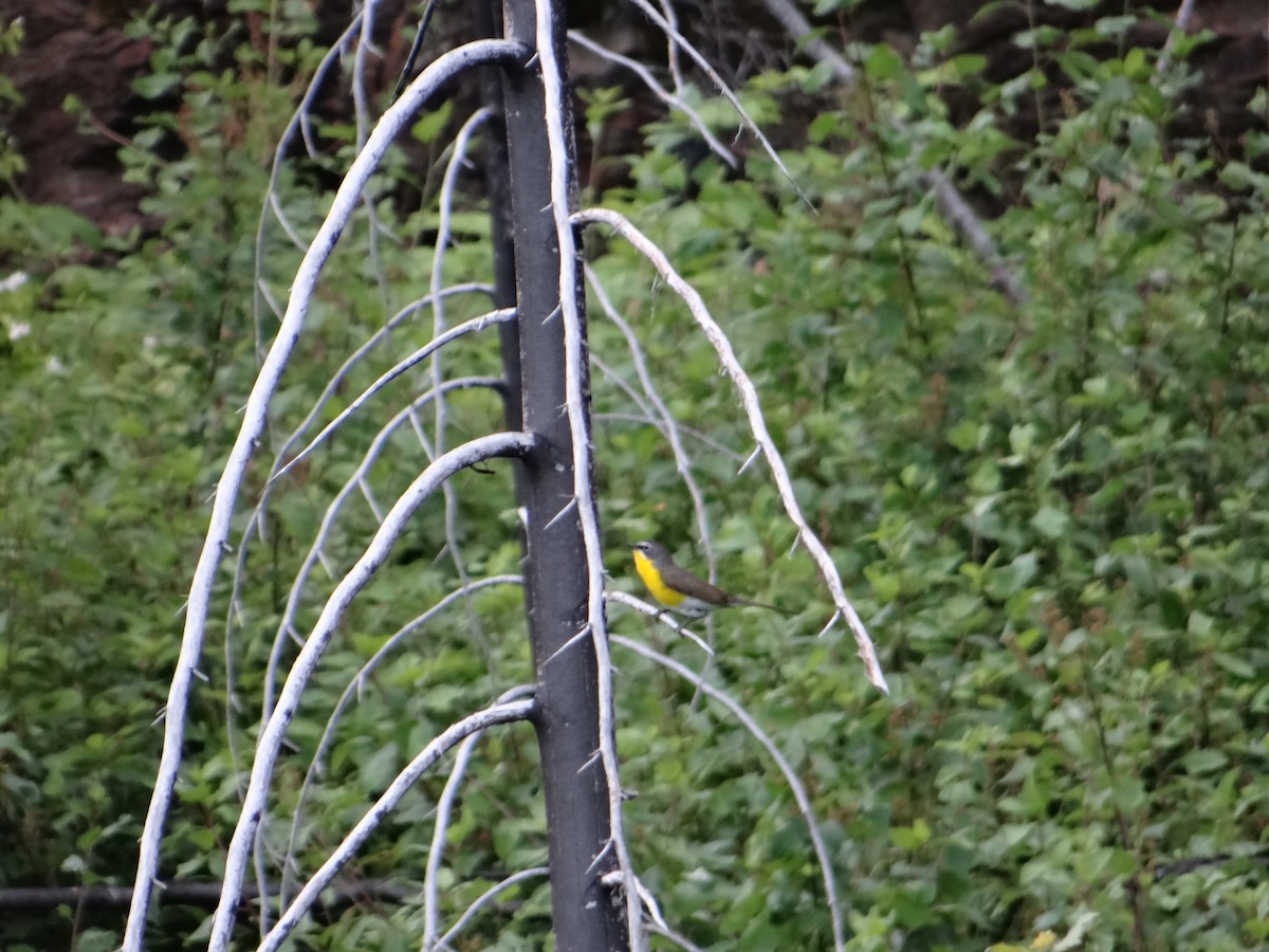 Yellow-breasted Chat - Carl Lundblad