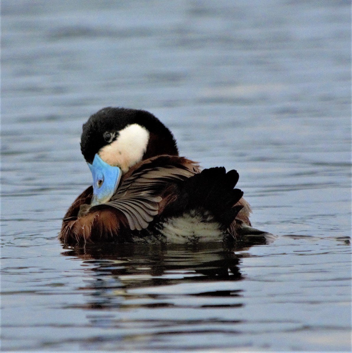 Ruddy Duck - C Mercer