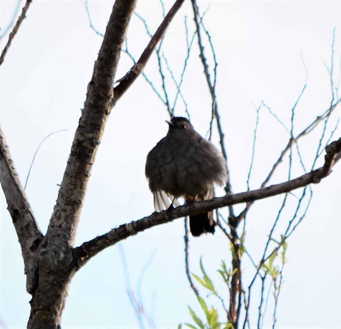 Gray Catbird - ML246371661