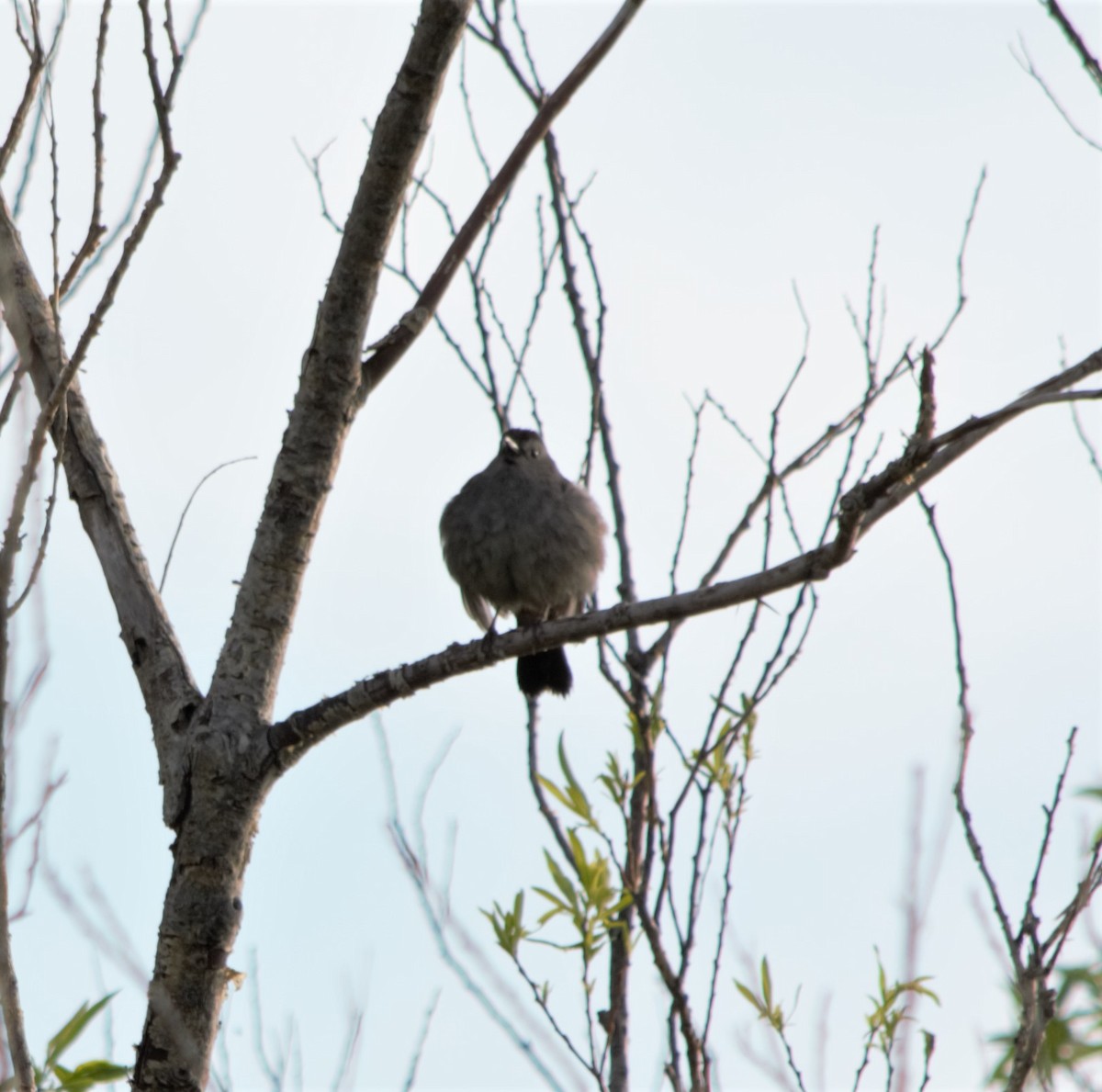 Gray Catbird - ML246371671