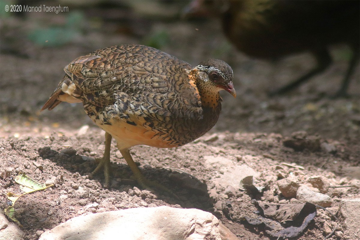 Scaly-breasted Partridge - ML246371701