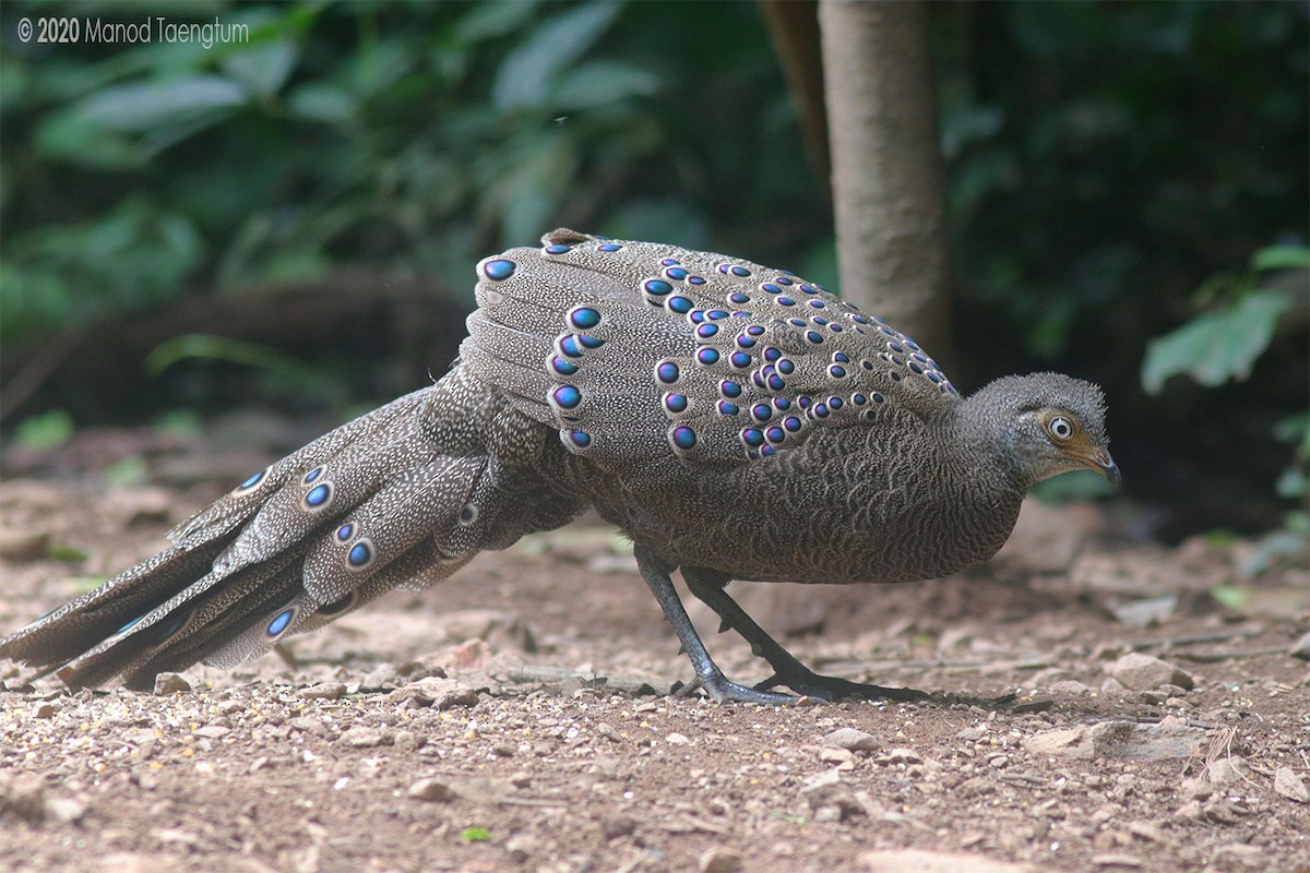 Gray Peacock-Pheasant - ML246371711