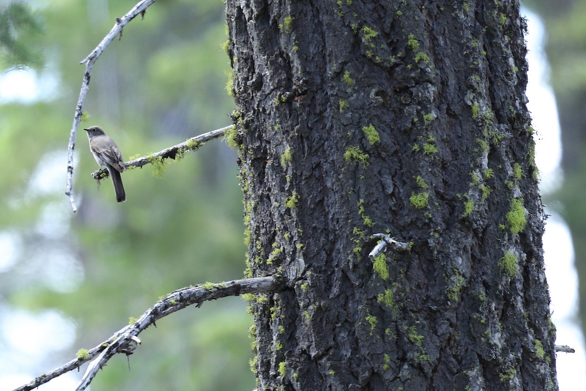 Townsend's Solitaire - Aaron Maizlish