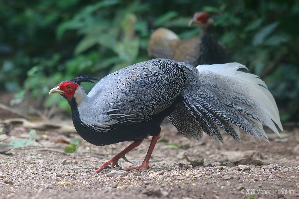 Kalij Pheasant - ML246371931