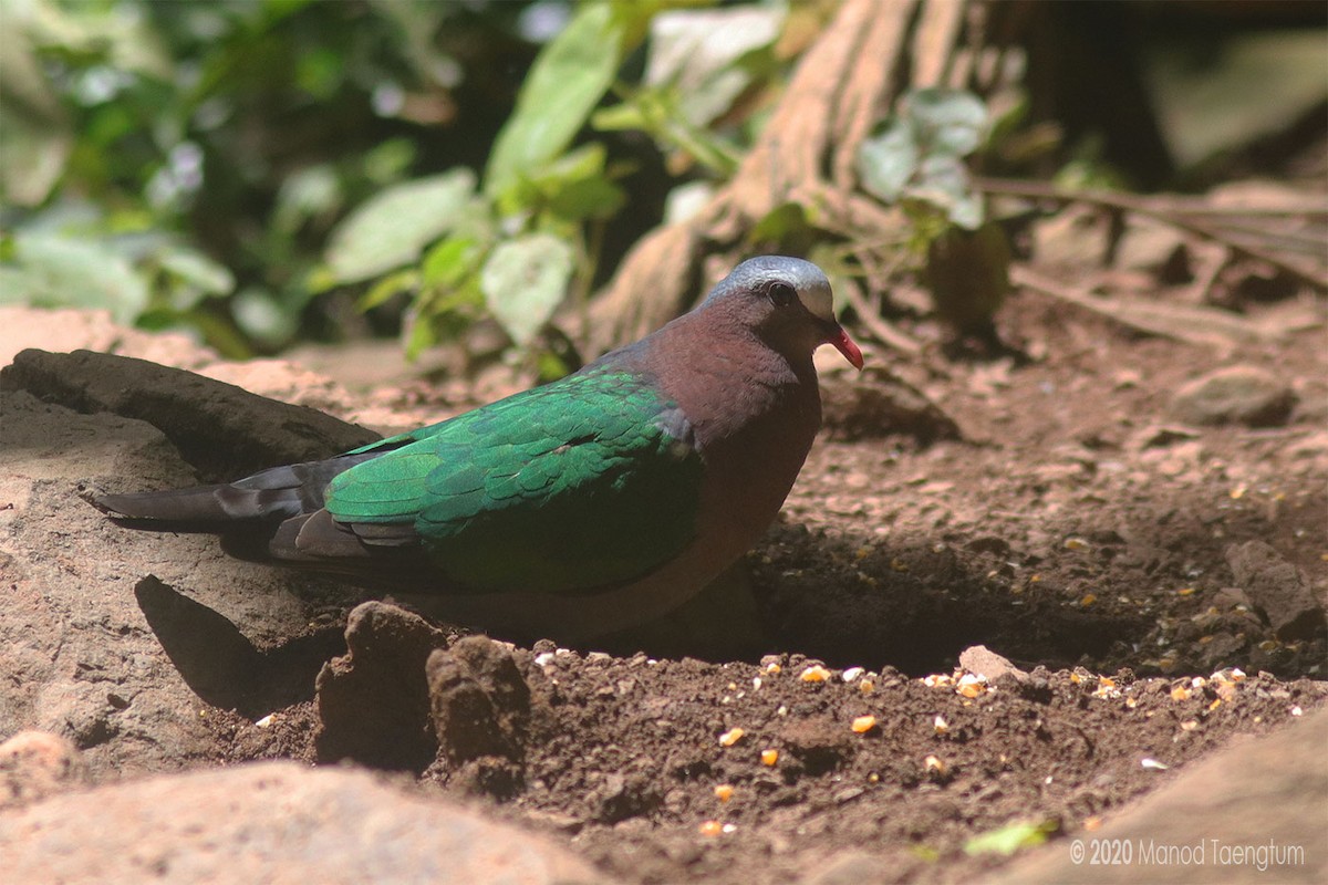 Asian Emerald Dove - ML246372031