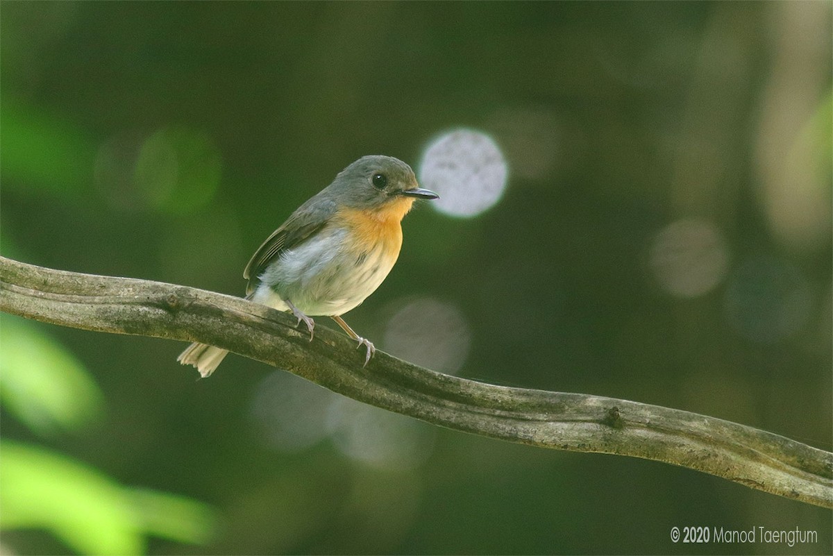 Indochinese Blue Flycatcher - ML246372321