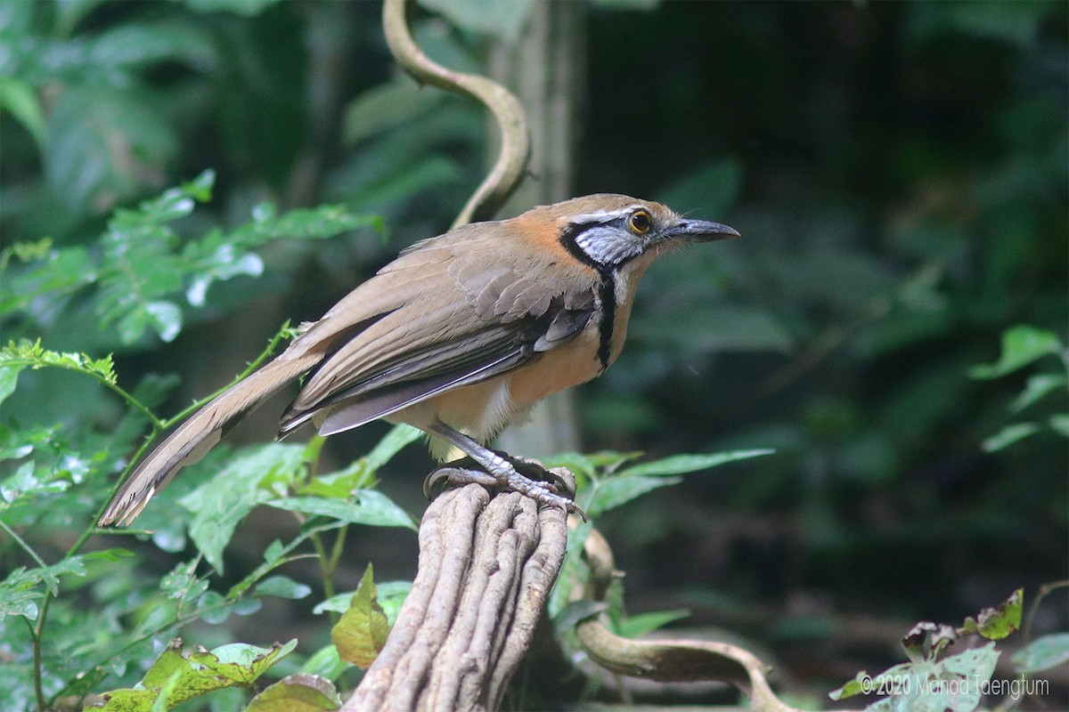 Greater Necklaced Laughingthrush - ML246372401