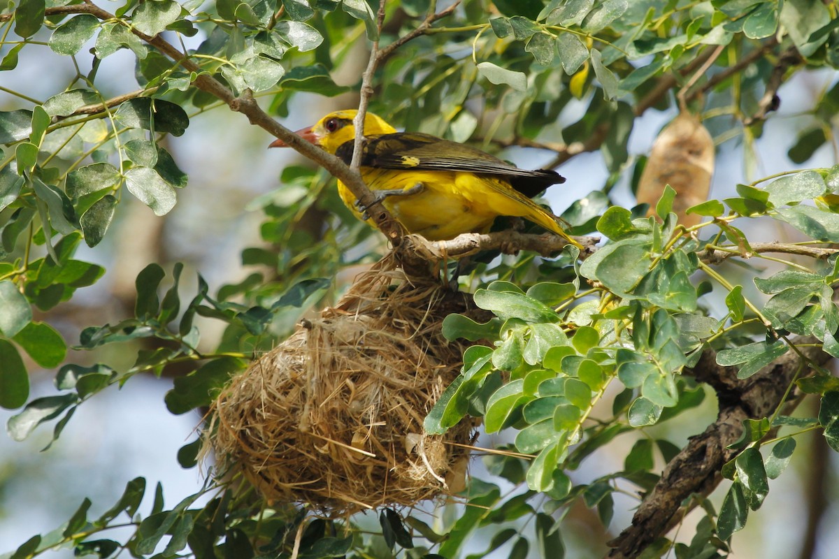 Indian Golden Oriole - ML24637241