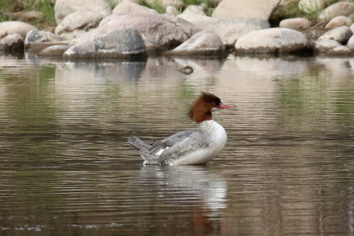 Common Merganser - Lindsay Story