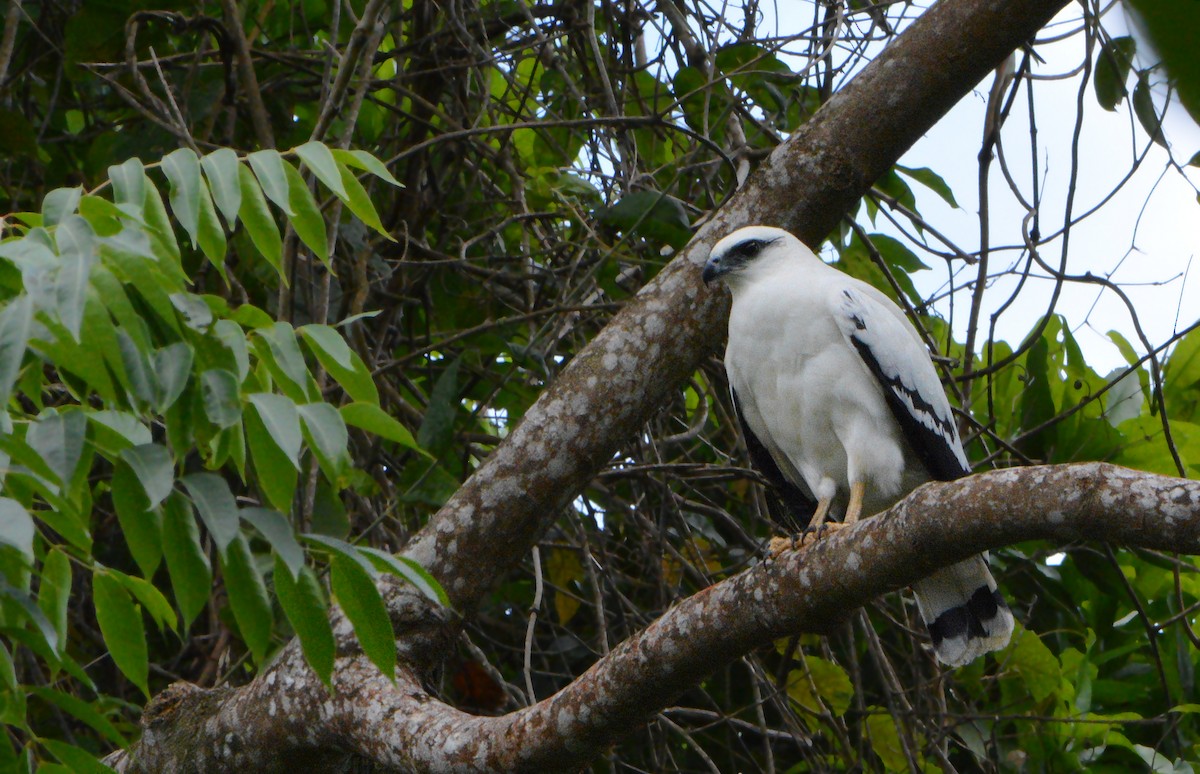 White Hawk - ML246373641