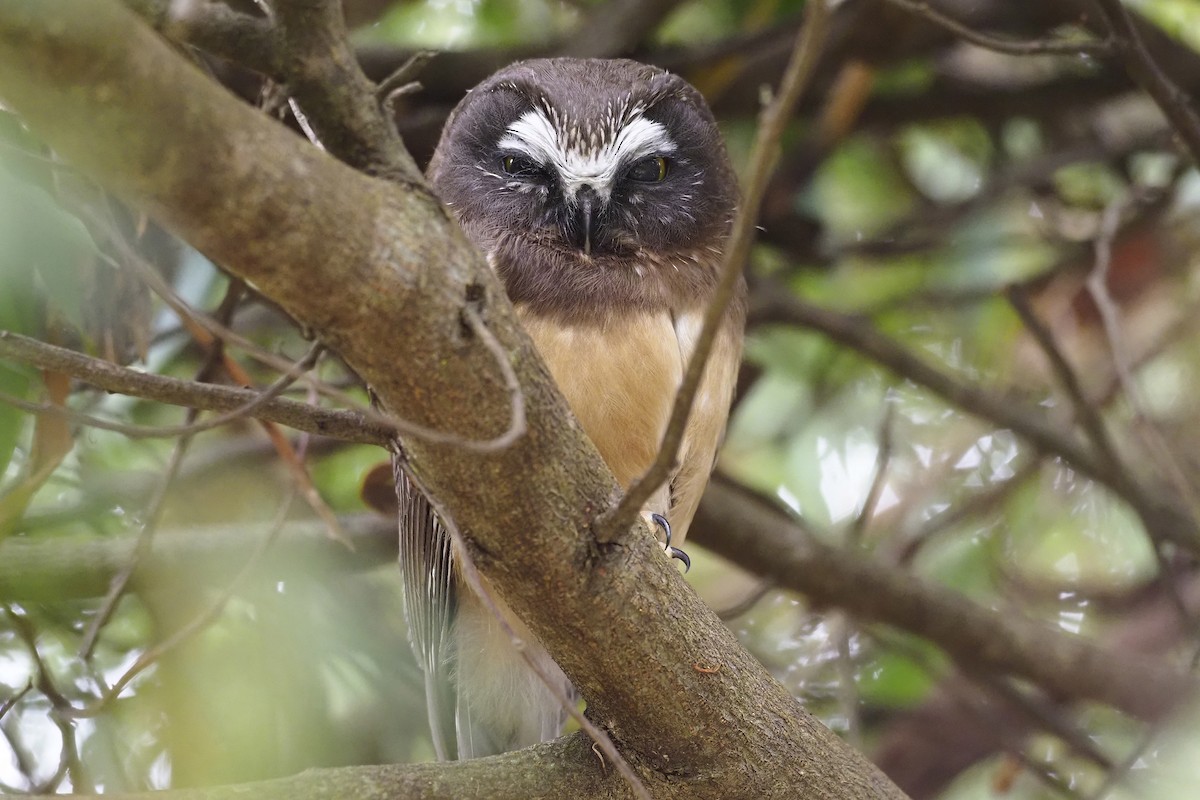Northern Saw-whet Owl - Donna Pomeroy