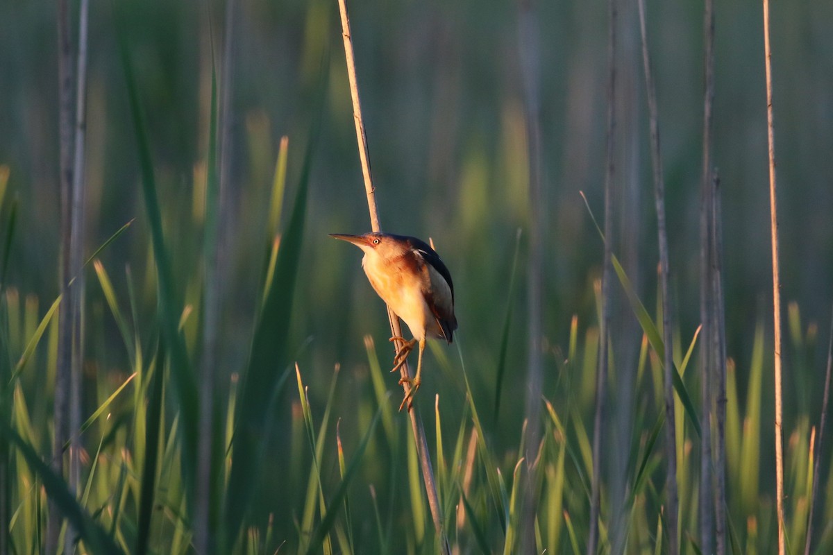 Least Bittern - ML246375811