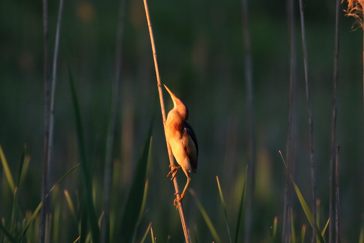 Least Bittern - ML246375861