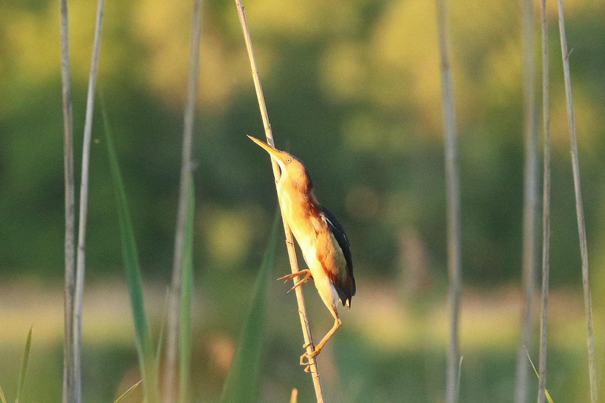 Least Bittern - ML246375931