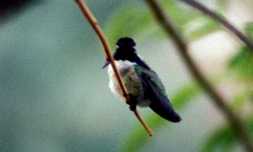 Costa's Hummingbird - Michele Swartout