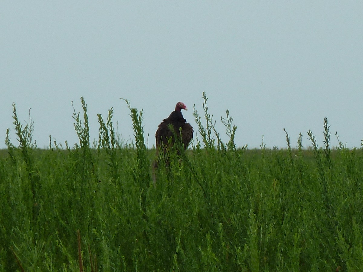 Turkey Vulture - Hank George