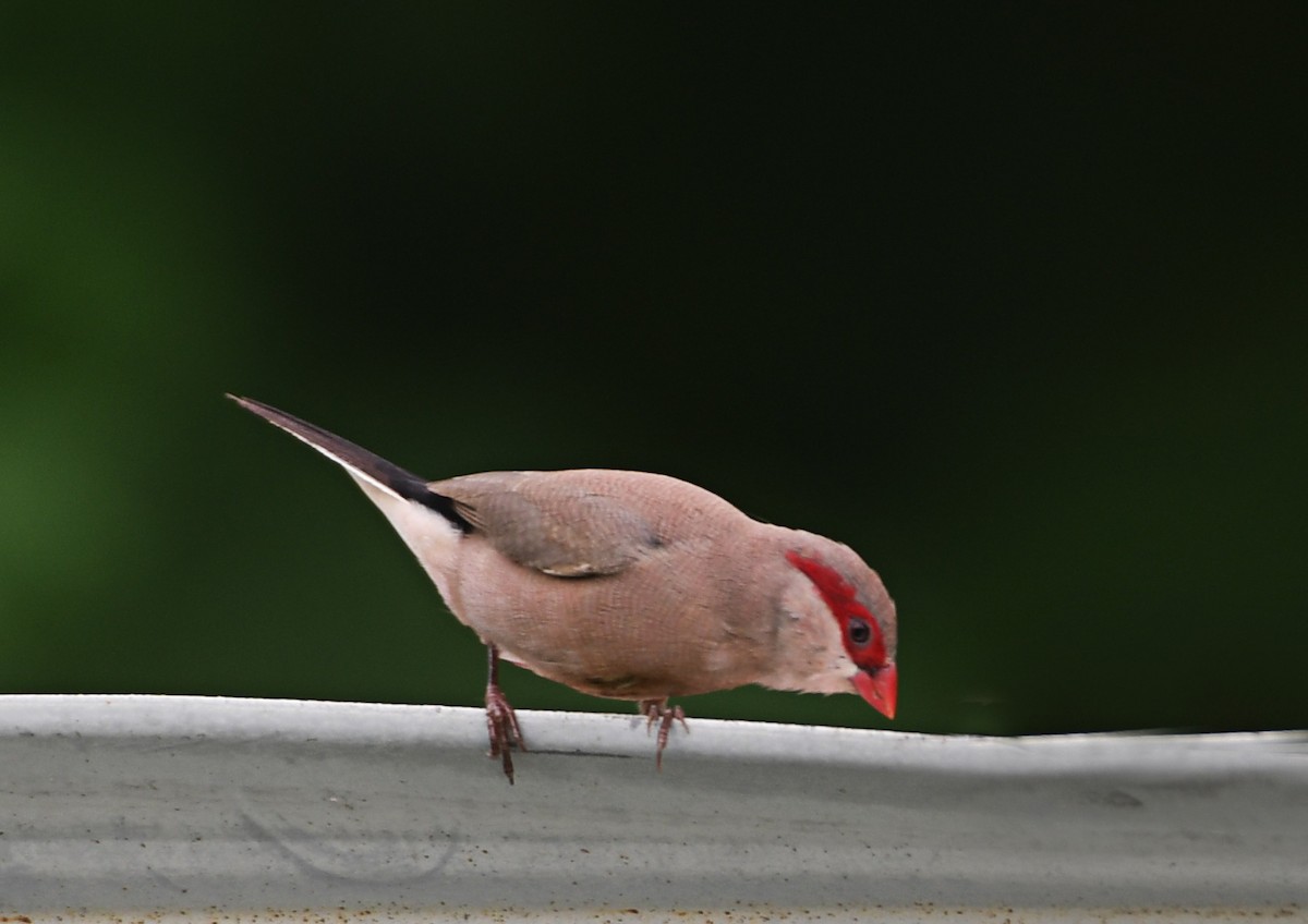 Black-rumped Waxbill - ML246377931