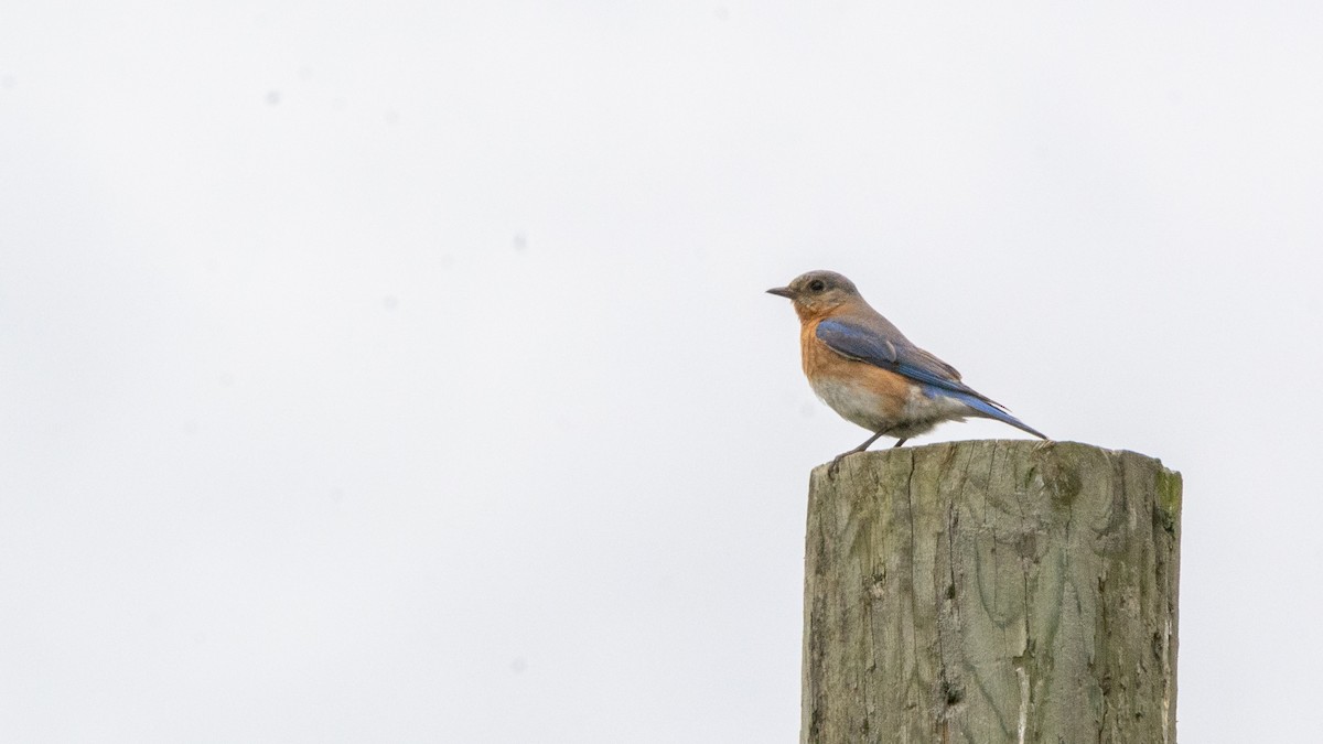 Eastern Bluebird - ML246378621