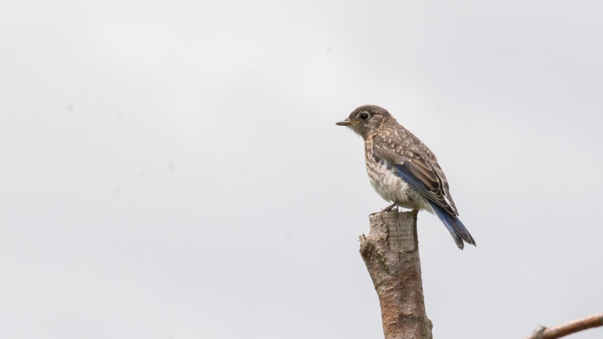 Eastern Bluebird - ML246378631