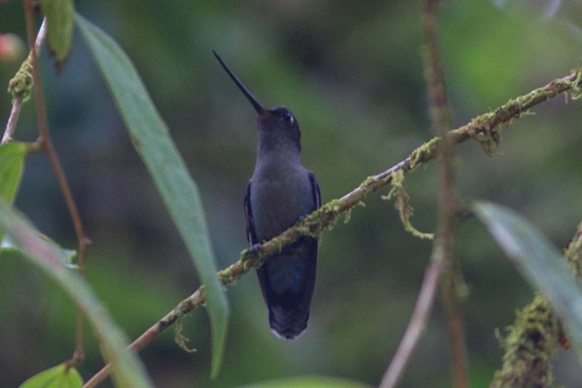 Colibrí Picolanza Mayor - ML246379361