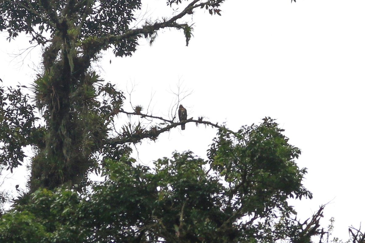 Ornate Hawk-Eagle - ML246379421