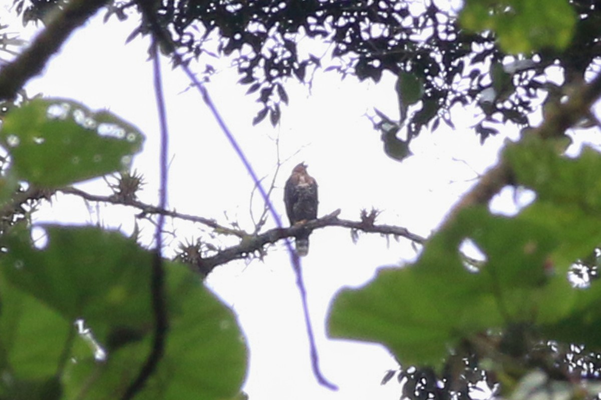 Águila Galana - ML246379481