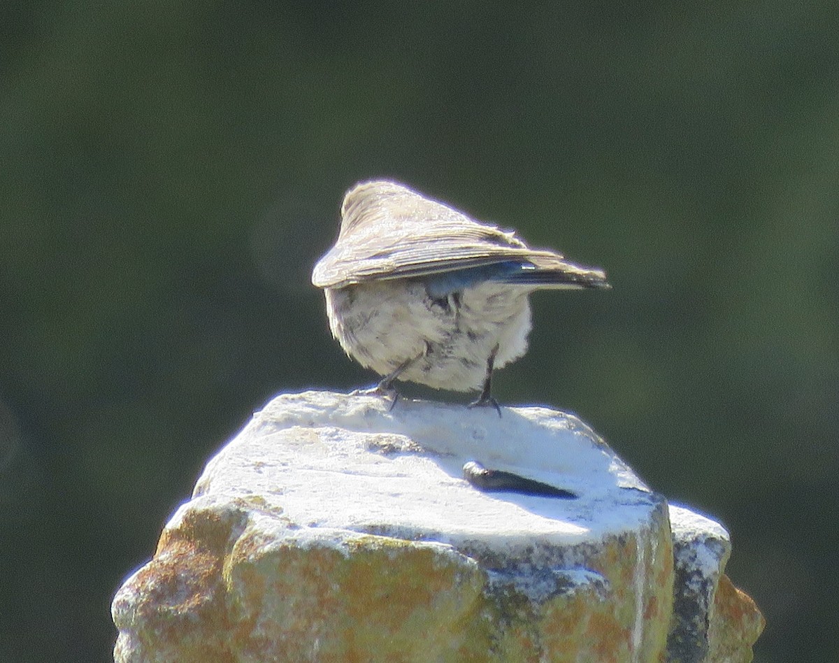 Western Bluebird - ML246379811