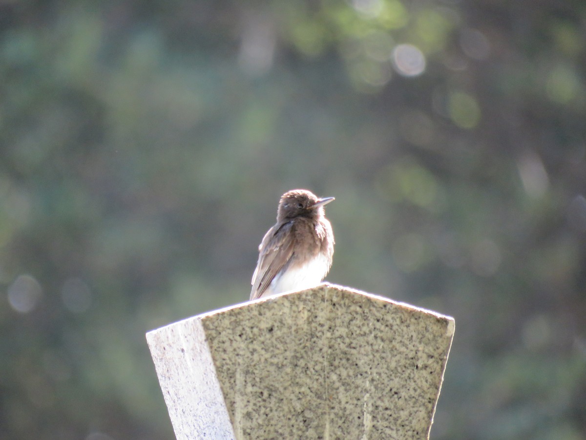 Black Phoebe - ML246379821