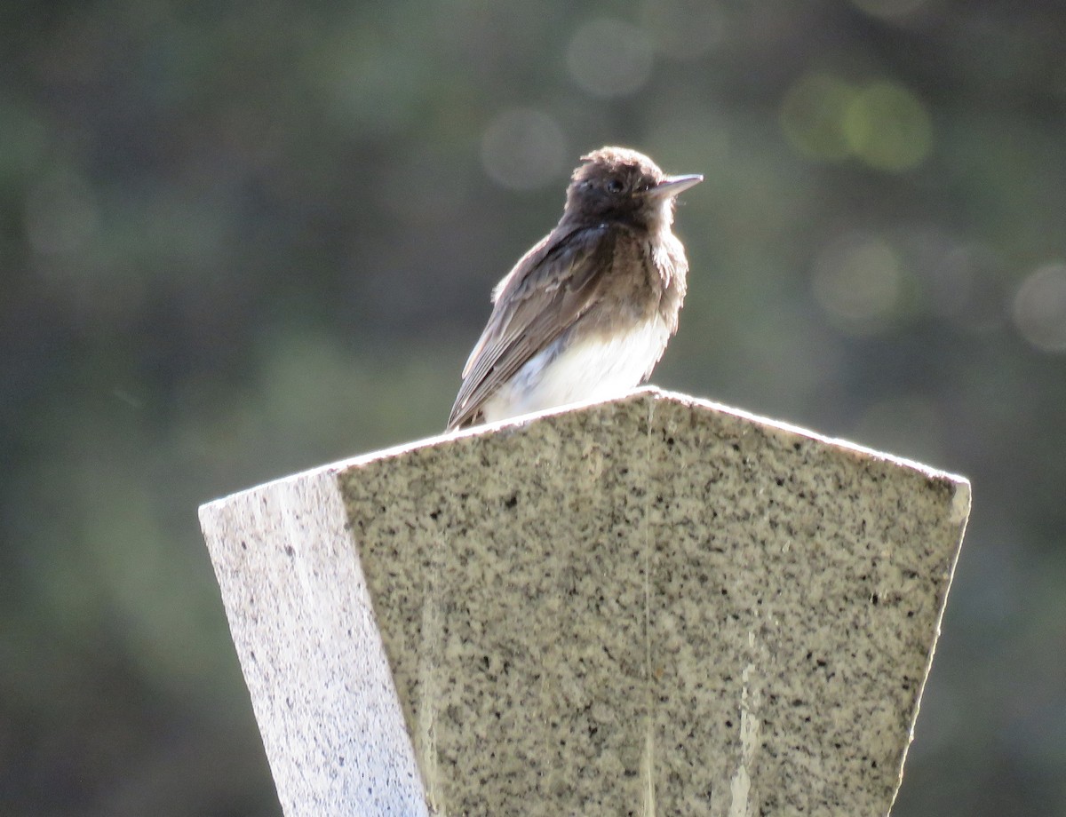 Black Phoebe - ML246379831