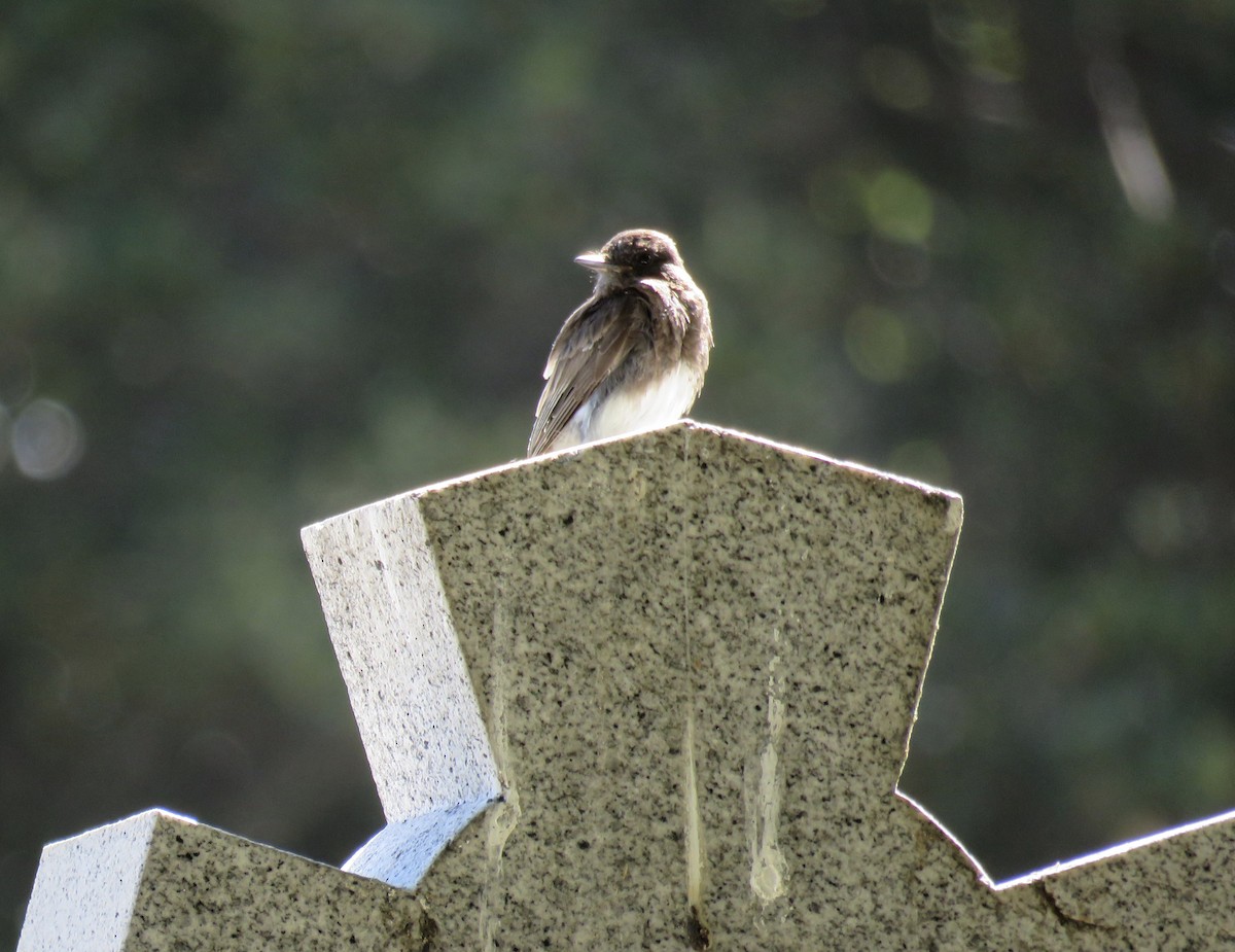 Black Phoebe - ML246379861