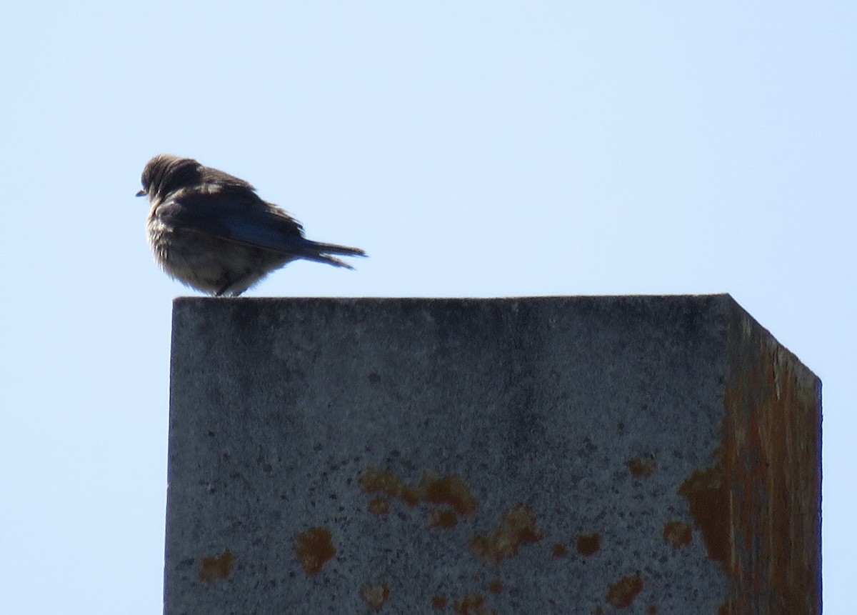Western Bluebird - ML246379871