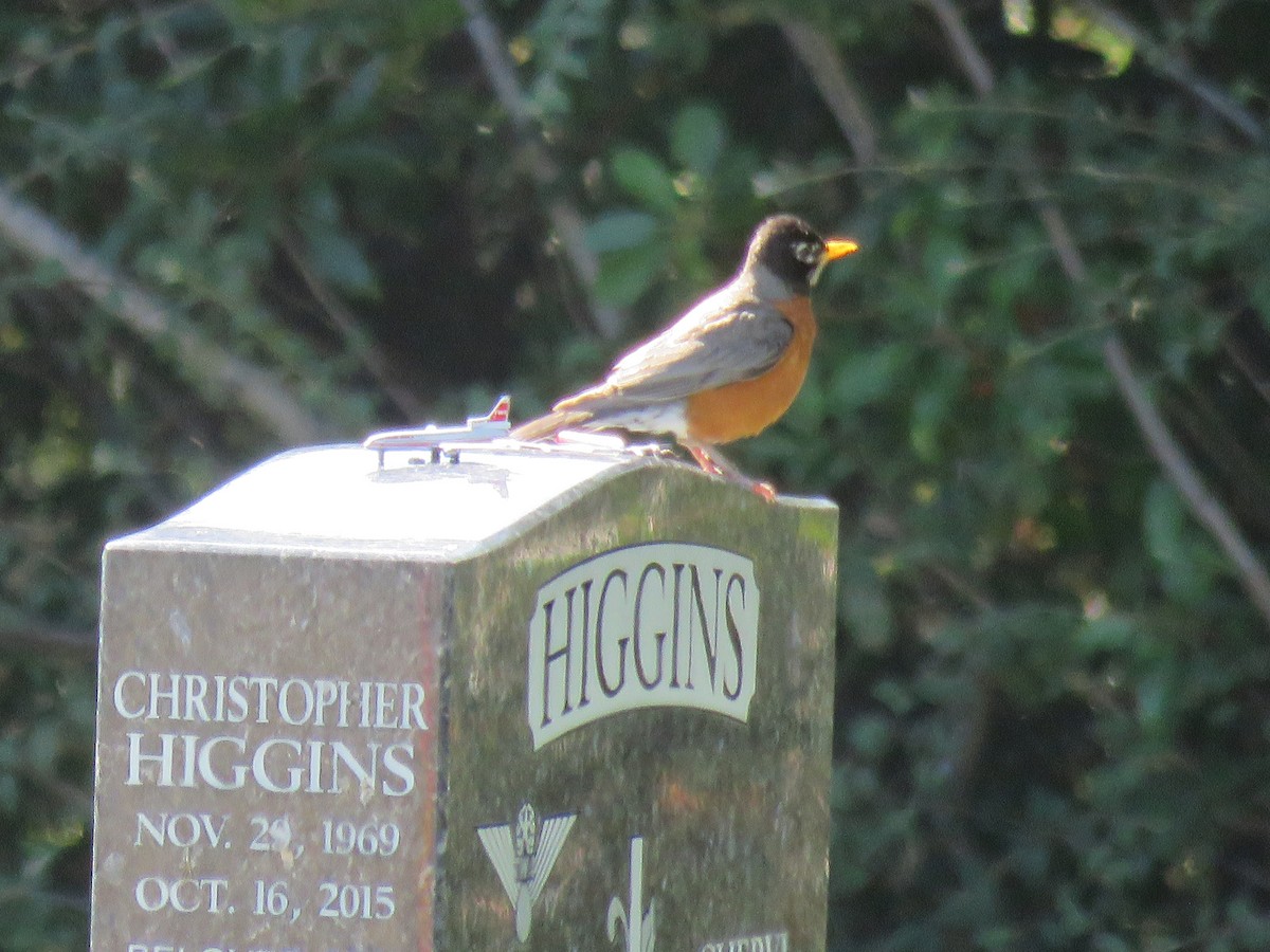 American Robin - ML246379901