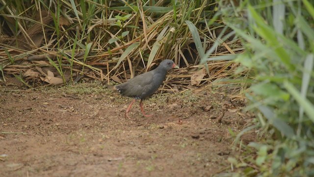 アカアシヒメクイナ - ML246381181