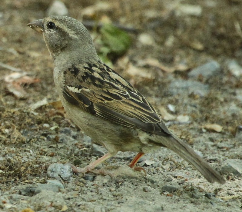 House Sparrow - ML246381451