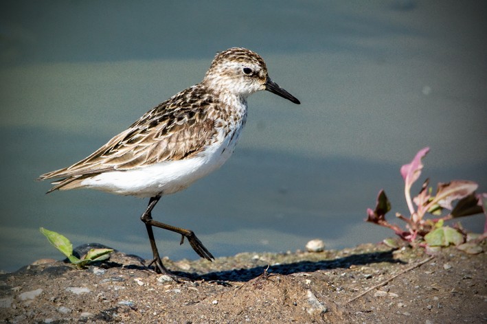 Semipalmated Sandpiper - Clive Keen