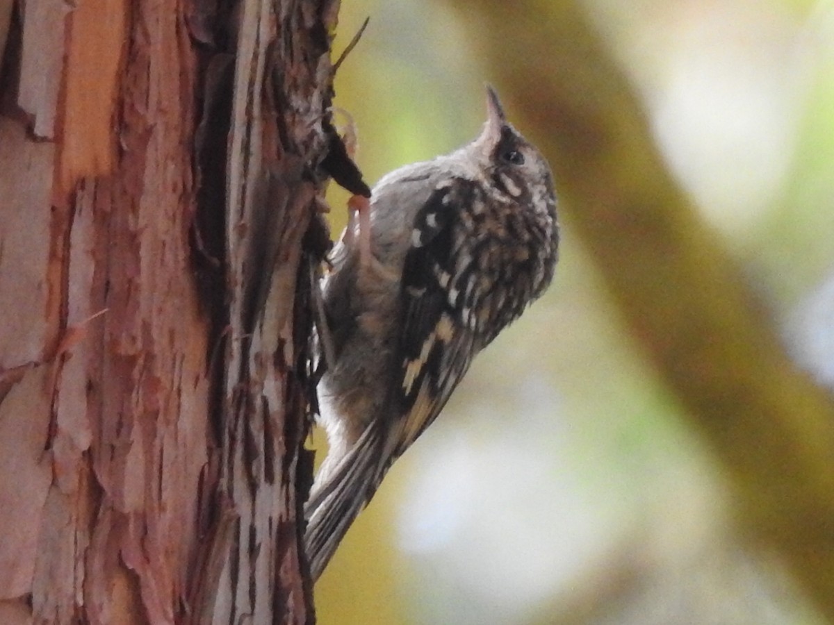 Brown Creeper - ML246382391