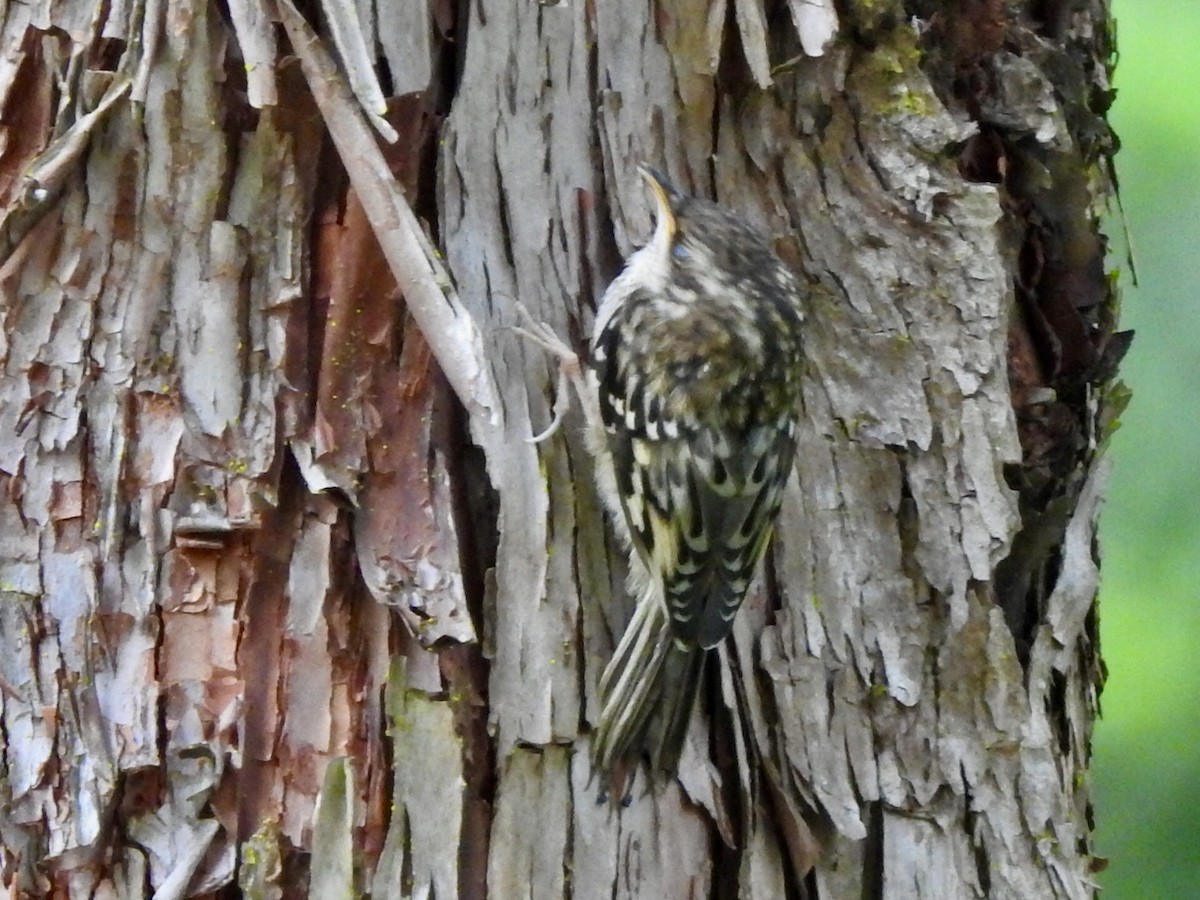 Brown Creeper - ML246382421