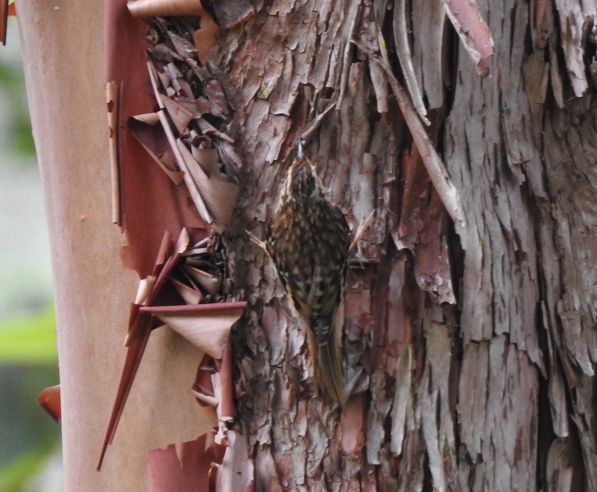 Brown Creeper - ML246382881