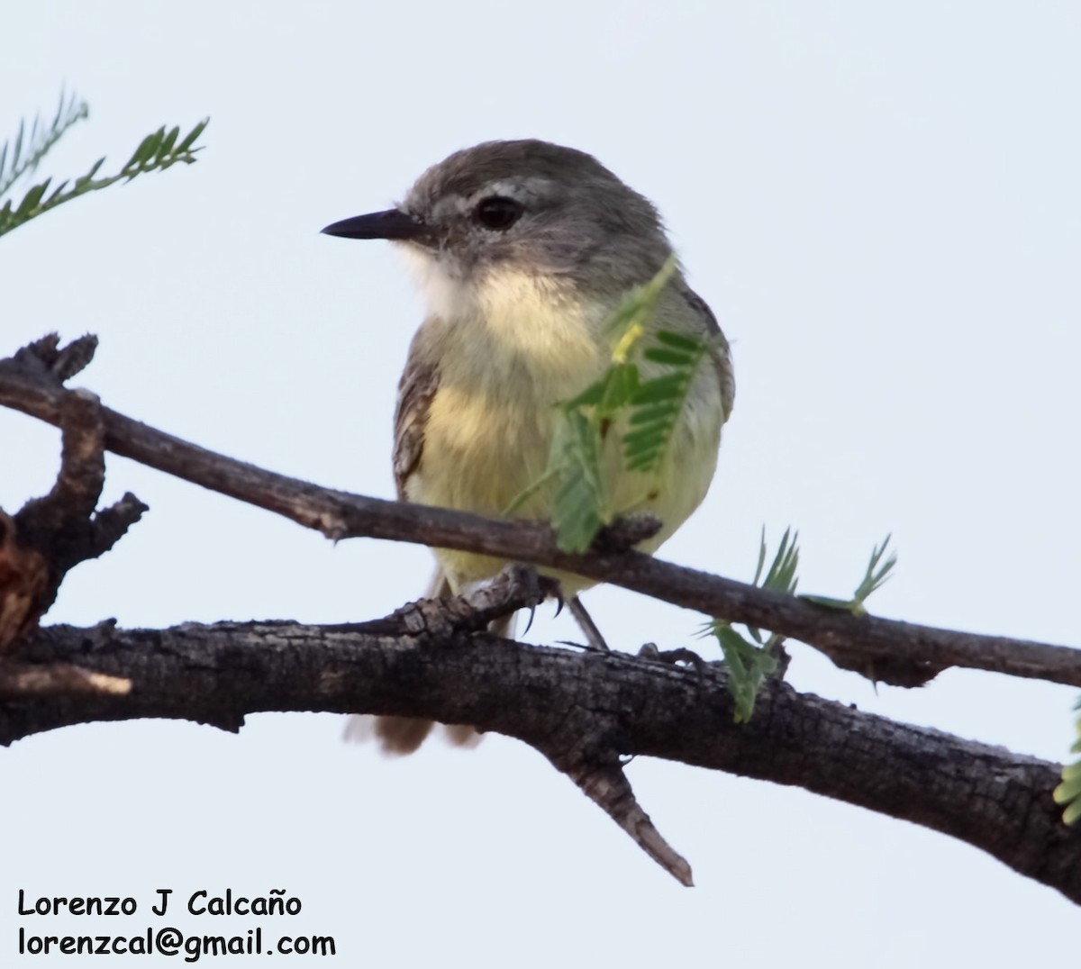 Slender-billed Tyrannulet - ML246383041