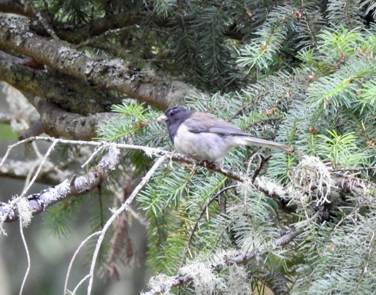 Dark-eyed Junco (Oregon) - ML246383141