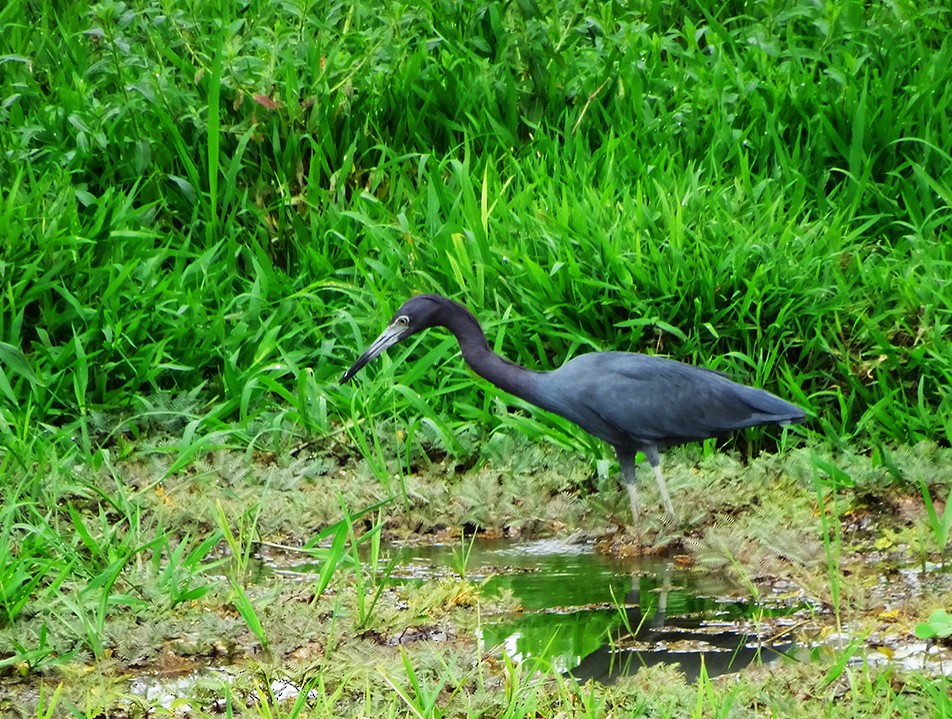 Little Blue Heron - ML246383931