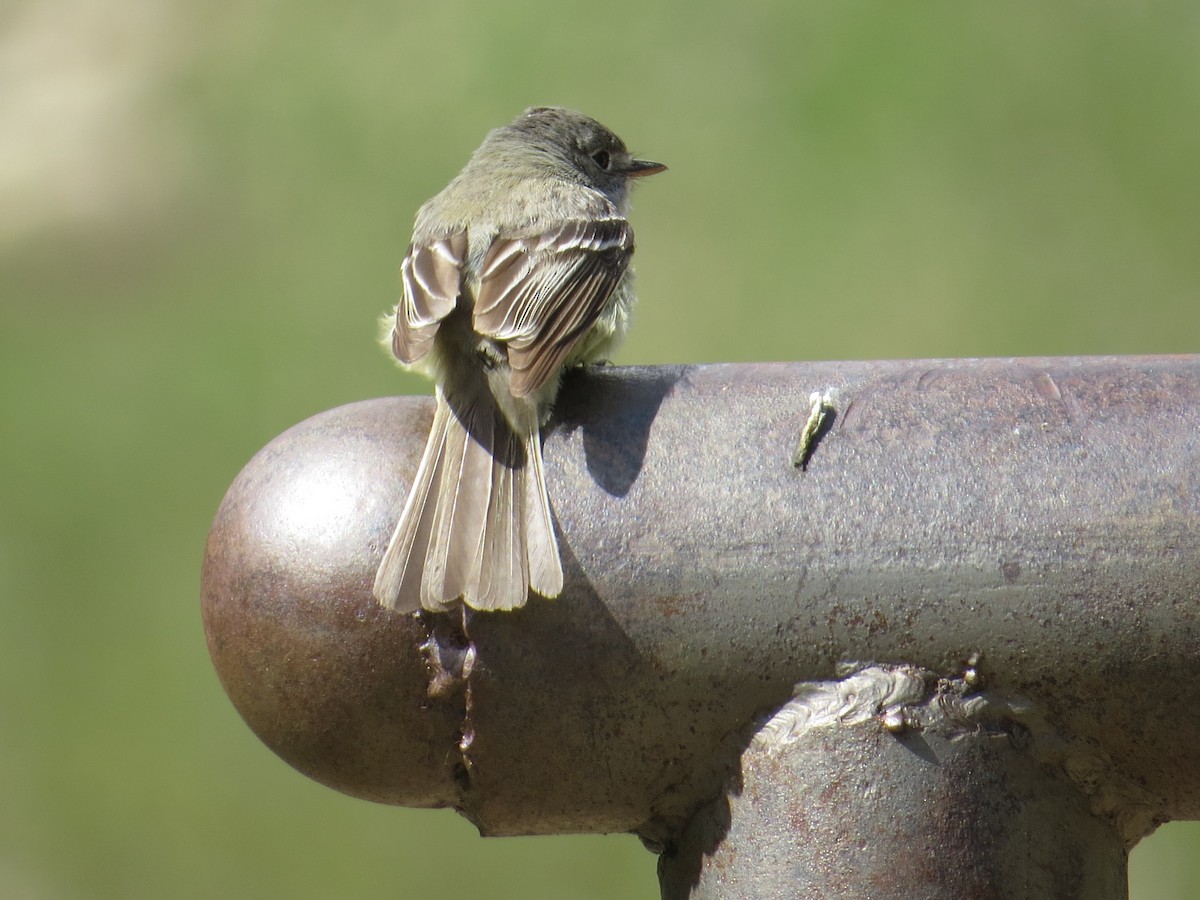 Dusky Flycatcher - ML246384051