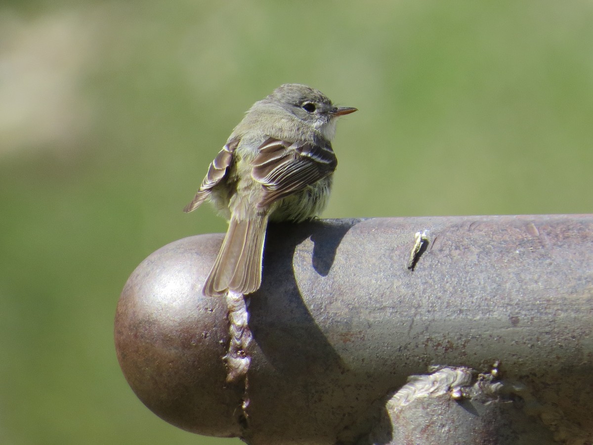 Dusky Flycatcher - ML246384081