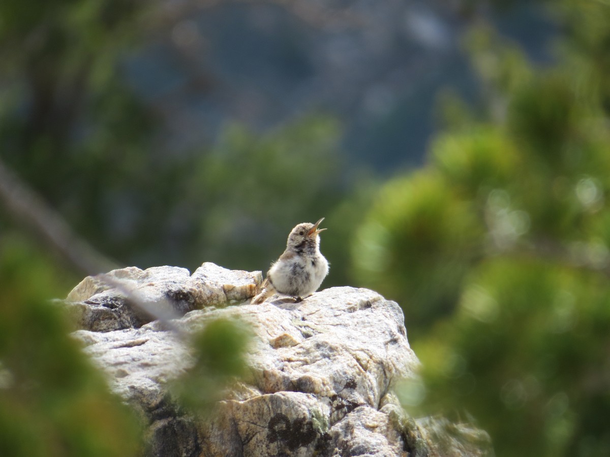 Rock Wren - ML246384201